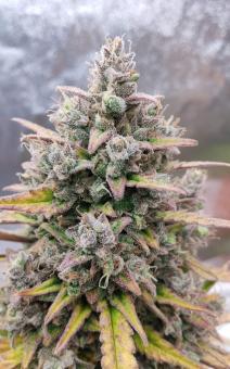 Purple Punch OG XL Auto® - картинка 2