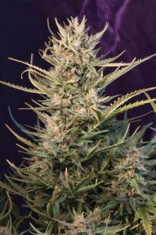 Green Poison Auto - картинка 6
