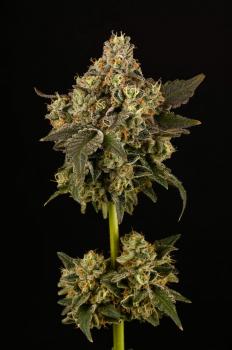 Apollo Black Cherry