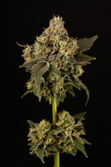 Apollo Black Cherry - картинка 4