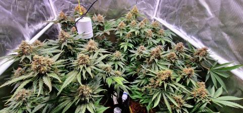 Black Cherry Punch - картинка 4