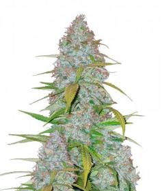Californian Snow Auto