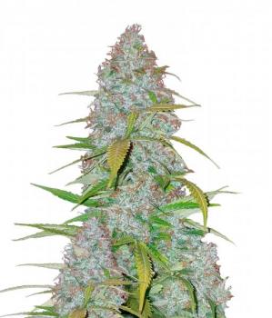 Californian Snow Auto fem