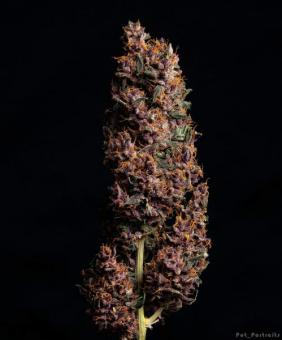 Buddha Purple Kush Auto - картинка 4