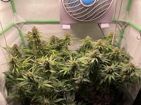 Tangie Auto - картинка 2
