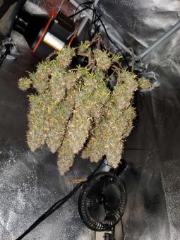 Cream Cookies Auto - картинка 5