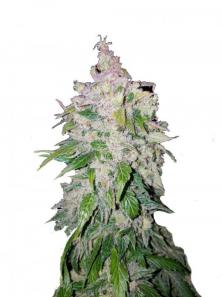 Stardawg Auto
