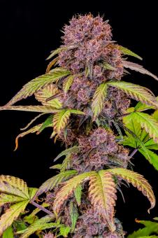 Lemon Cherry Cookies Auto - картинка 1