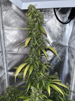 Sweet Amnesia Haze XL Auto - картинка 2
