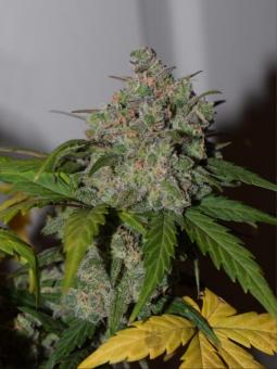 Tangie Auto - картинка 4