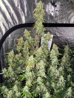Exodus Cheese Auto - картинка 3