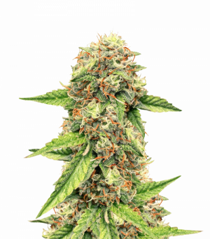 Auto Colorado Cookies