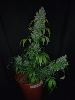 CBD Auto 20:1 - картинка 2