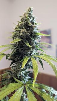 Papaya Zoap F1 Fast Version - картинка 4