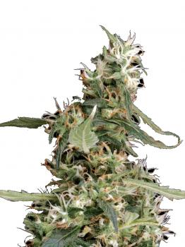 Arjan's Ultra Haze 1