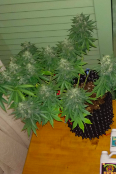Sweet Mango Auto - картинка 2