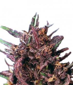 Purple #1