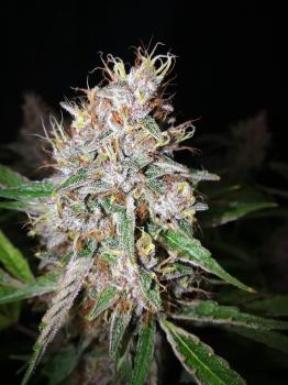 Amaretto Tarmac