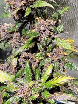 Devil Cream Auto