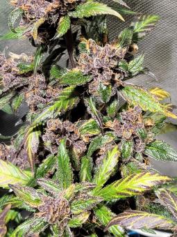 Devil Cream Auto - картинка 3