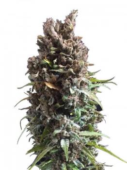 Cinderella Auto