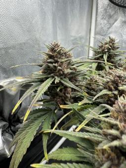 Tropicana Cookies Auto - картинка 6