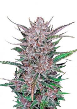 Gorilla Punch Auto fem