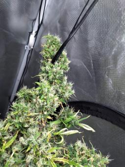 Arjan's Ultra Haze 1 - картинка 5