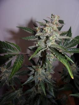 Grapefruit Auto - картинка 2
