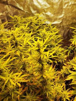 Grapefruit Auto - картинка 4