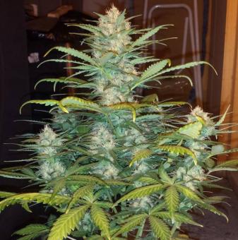 West Coast O.G. Auto - картинка 4
