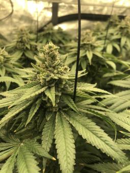 Auto White Widow - картинка 1
