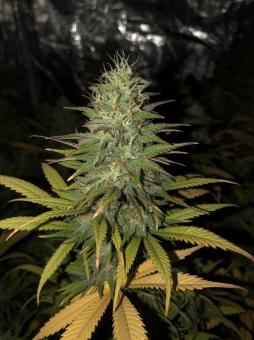 Black Jack - картинка 1
