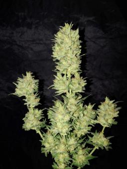 OG Kush Auto - картинка 3