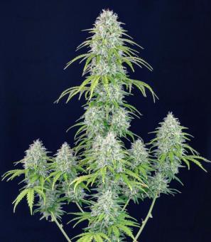 Orange Sherbet Auto - картинка 2