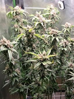 White Widow Auto - картинка 2