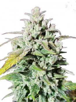 Amnesia Haze Auto fem