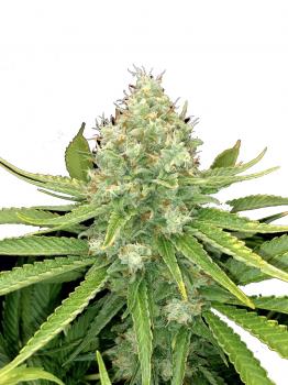 Royal Cookies Auto