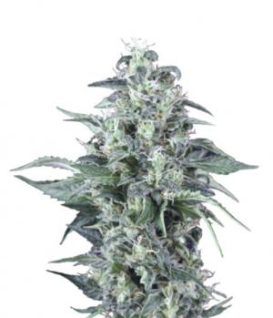 Auto Kryptonite