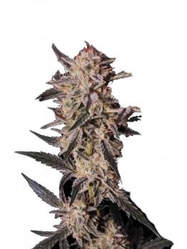 Kosher Cake Auto fem