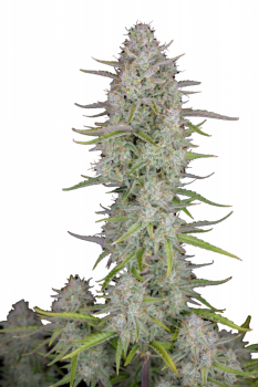 Wedding Cheesecake Auto fem