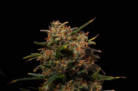 Terp & Tonic Auto - картинка 4