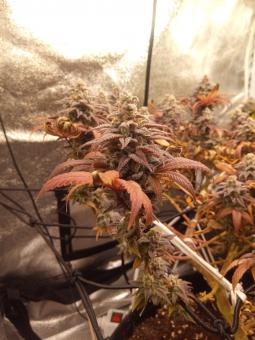Unknown Kush - картинка 3