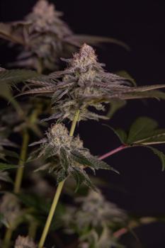 Milky Dreams