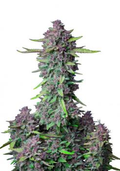 Purple Punch Auto fem