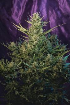 Green Poison Auto - картинка 5
