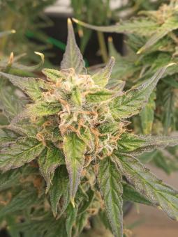 Super Critical Auto - картинка 3