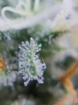 Sweet ZZ (Zkittlez) - картинка 4
