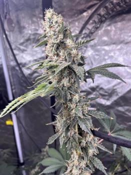 Chem Beyond Diesel® C.B.D.