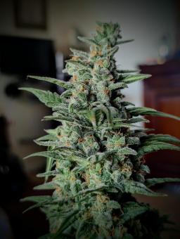 Lemon AK Auto - картинка 3